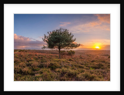 Single tree in meadow by Assaf Frank